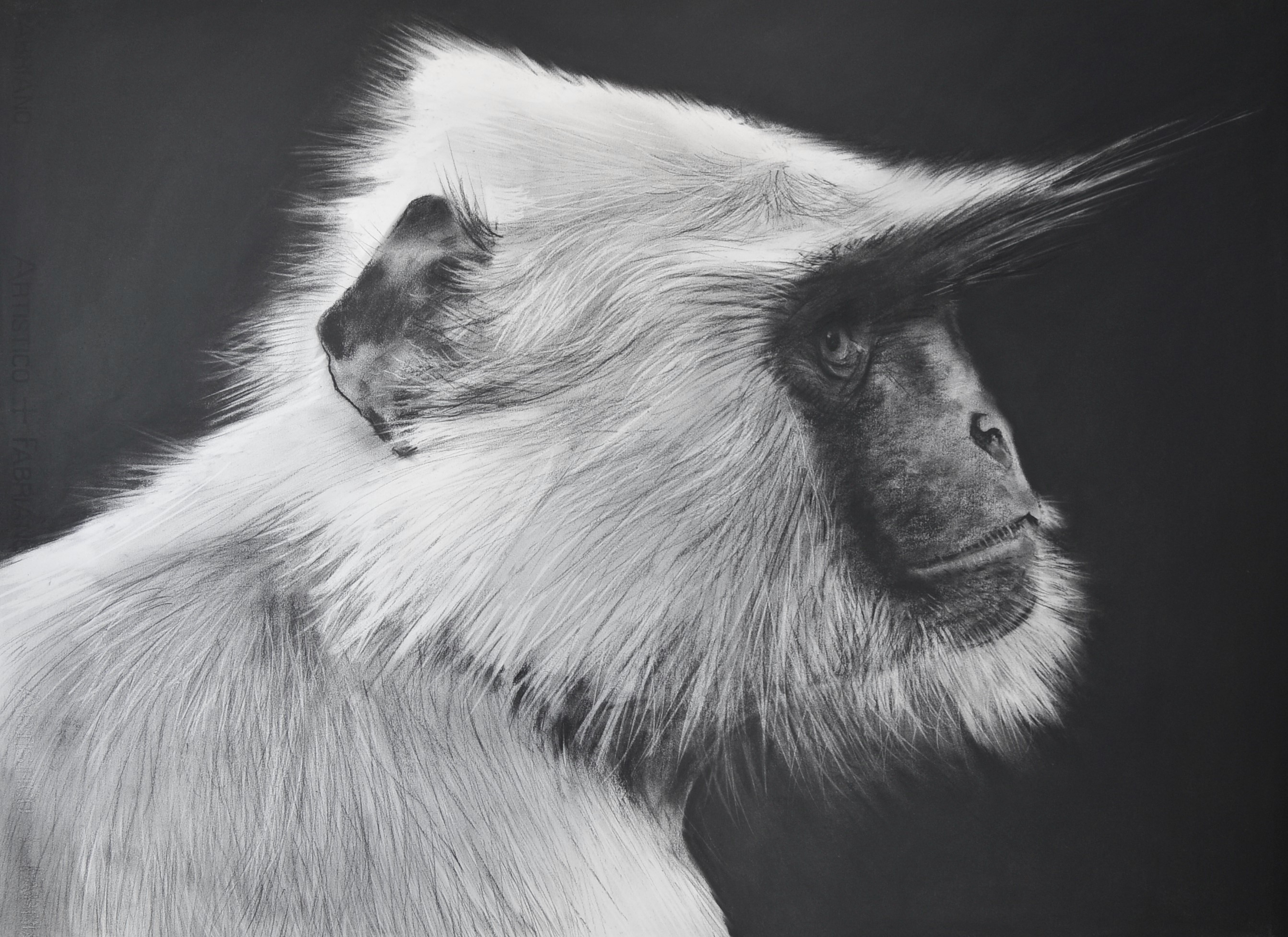 Charcoal drawing of a langur monkey
