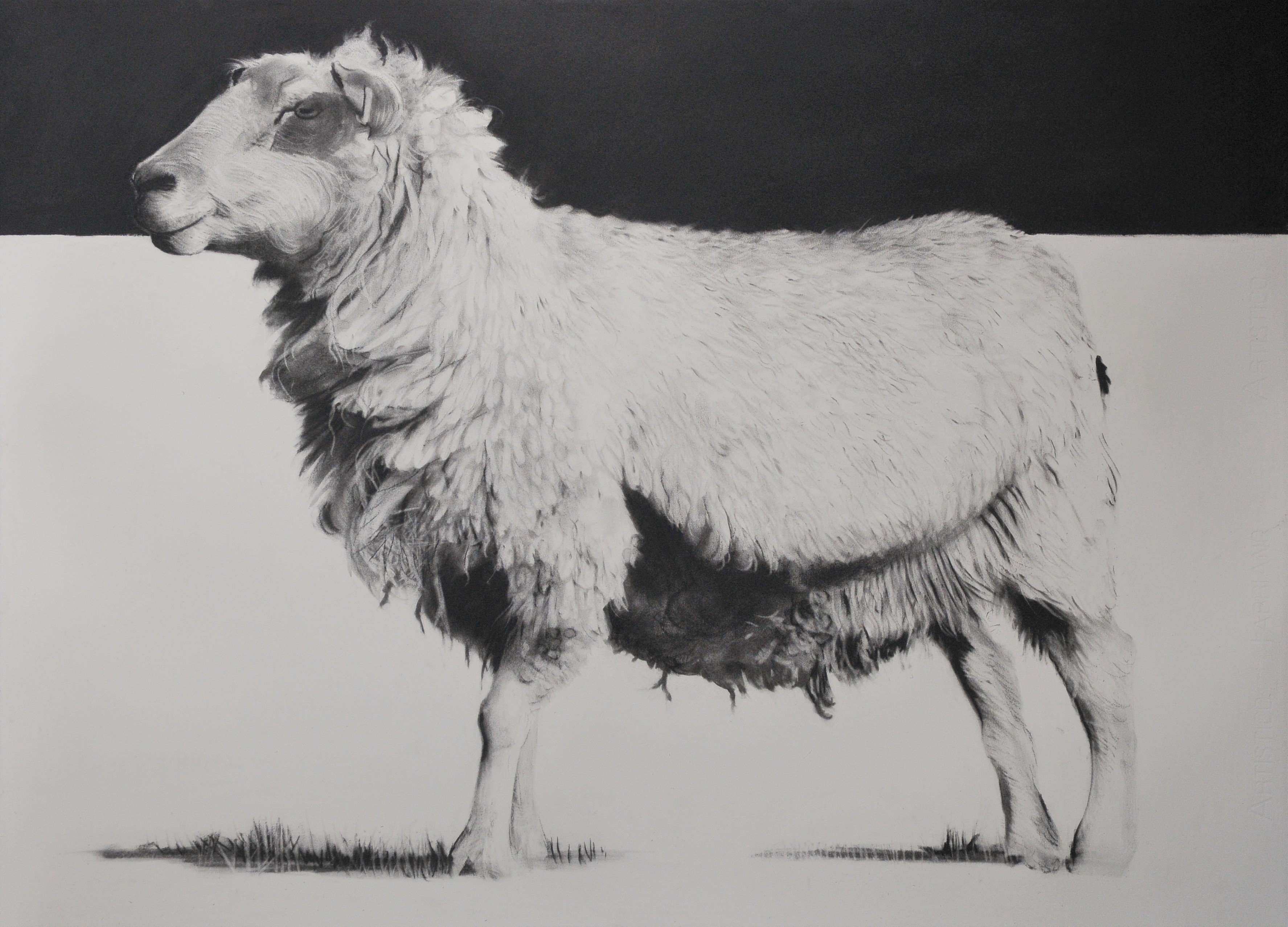 Charcoal drawing of a sheep side view