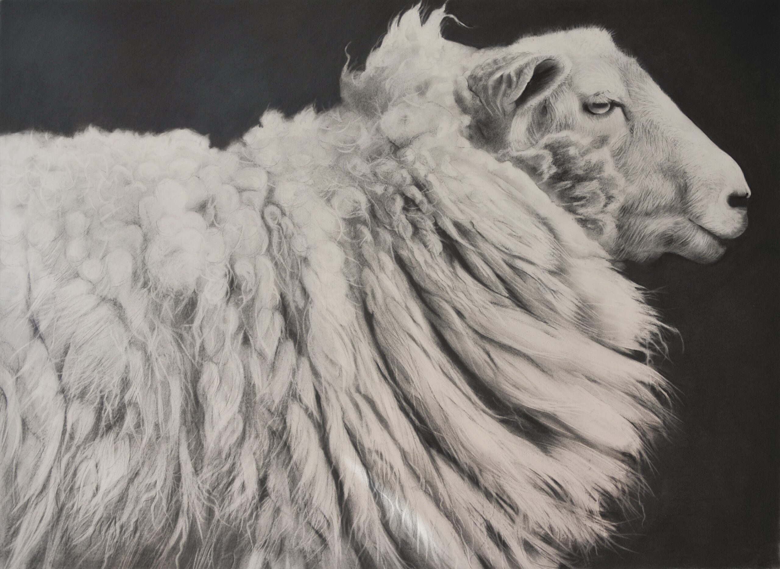 Charcoal drawing of a sheep head and shoulders