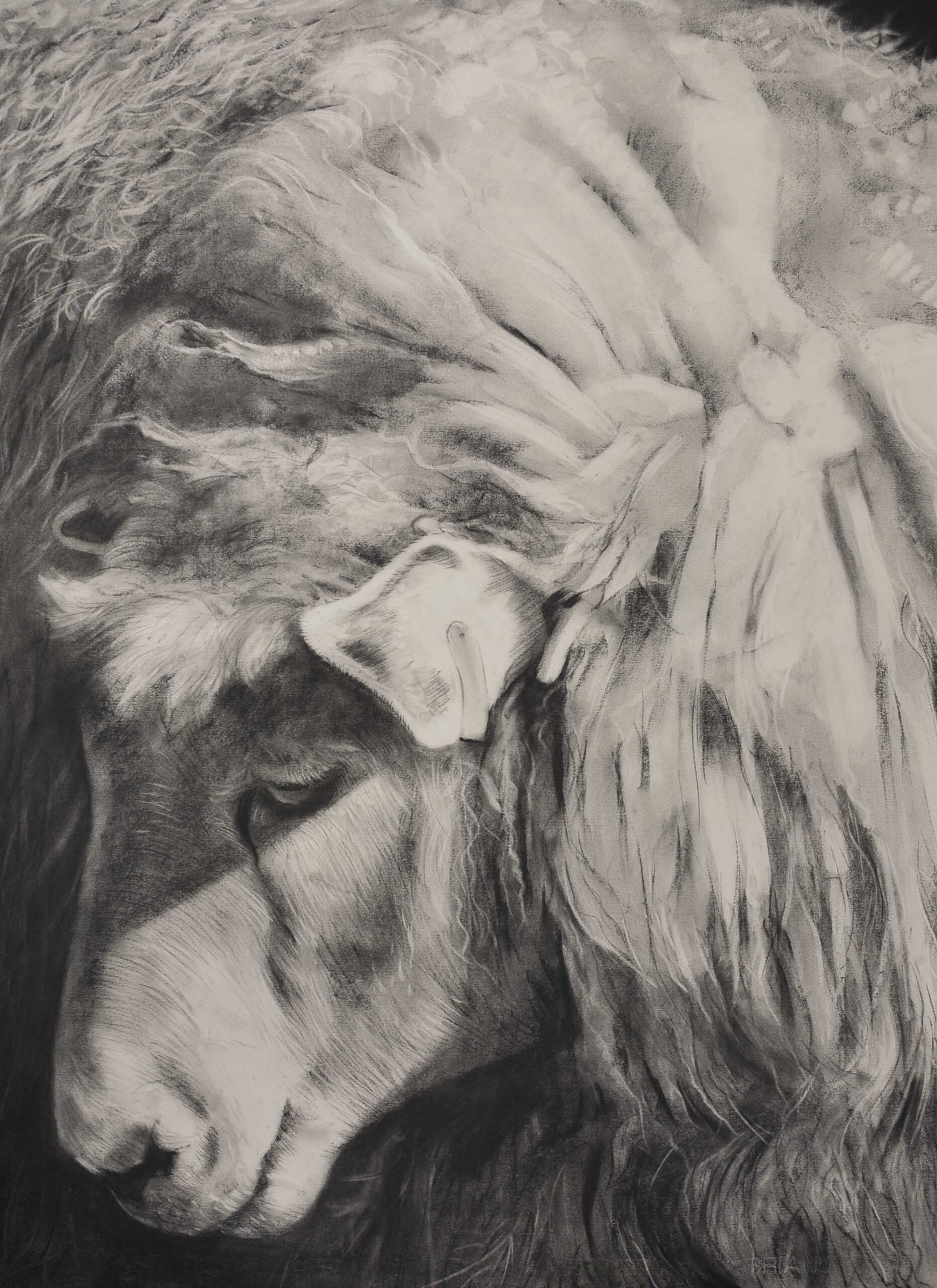 Charcoal drawing of a sheep head down
