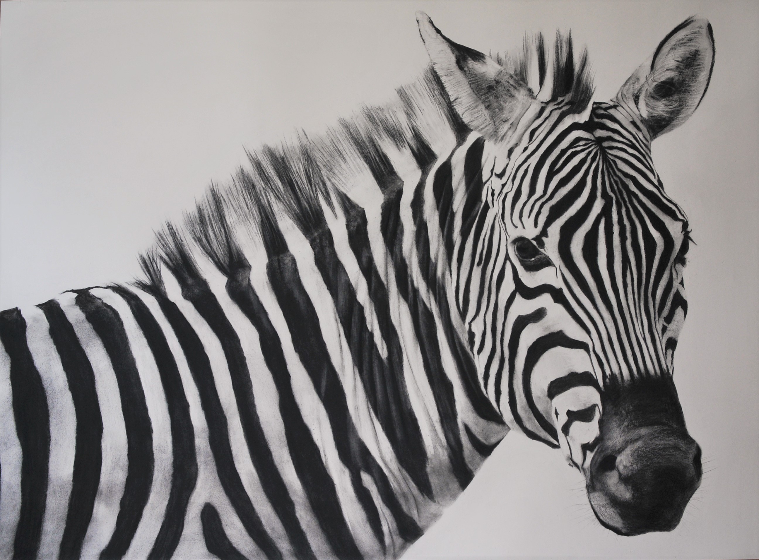 Charcoal drawing of a zebra
