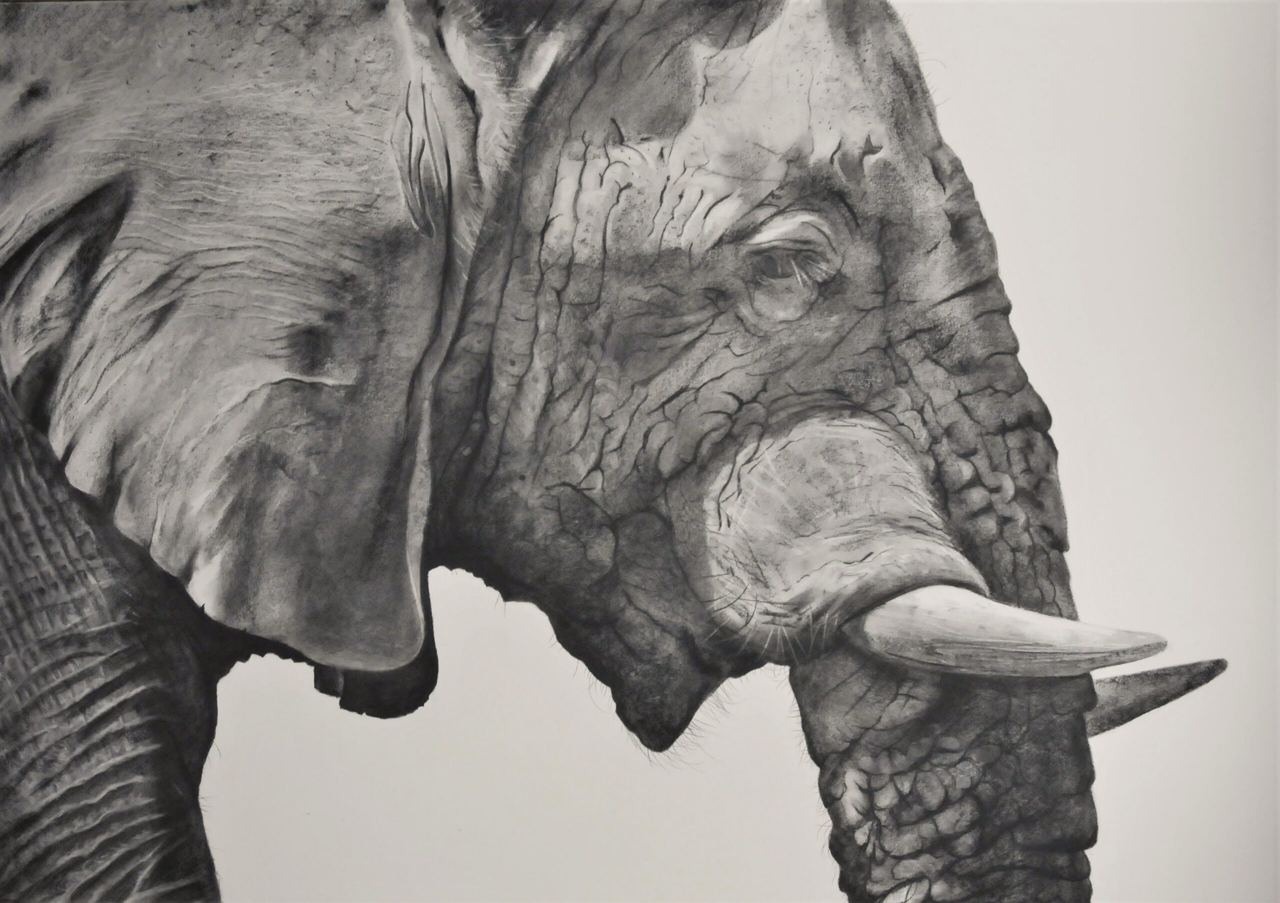 Charcoal drawing of an elephant by Will Taylor
