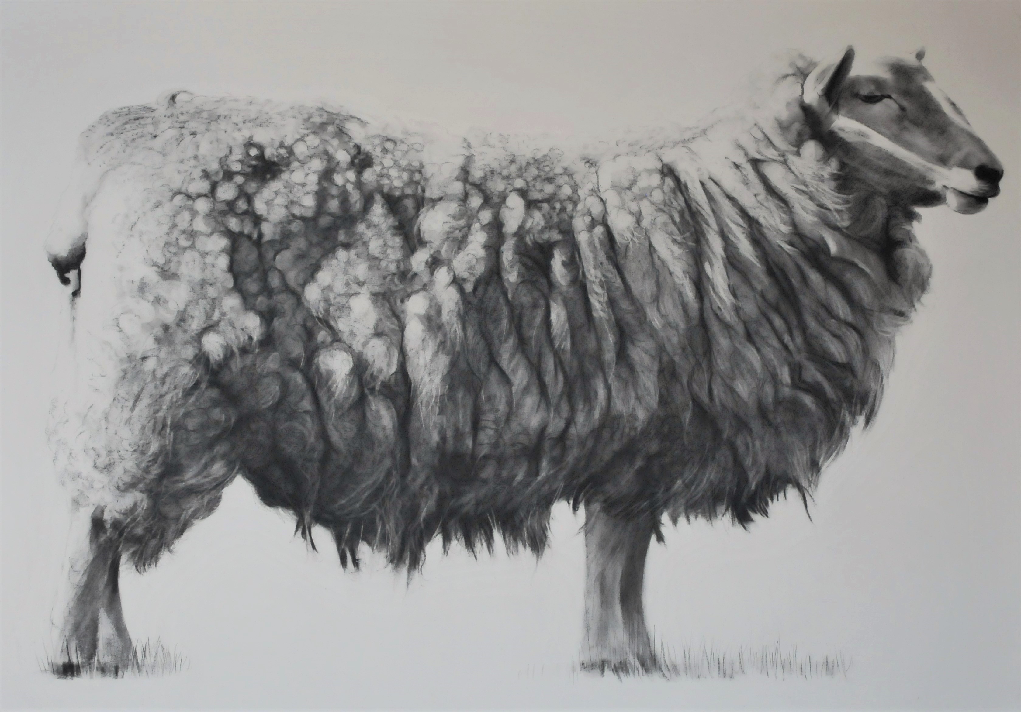 Charcoal drawing of a sheep in landscape format by Will Taylor